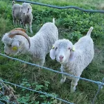 Birkelund Bed & Breakfast Otterup